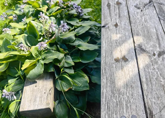 Hisa Hortenzija Luče